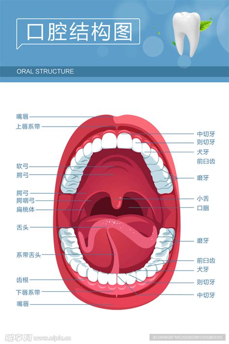 嘴巴器官|口腔部位说明图